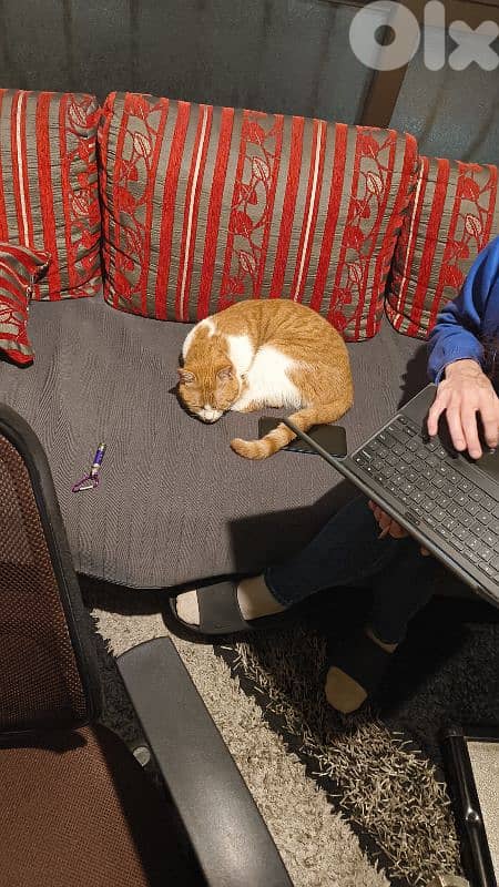 castrated 1 year male old orange cat 13