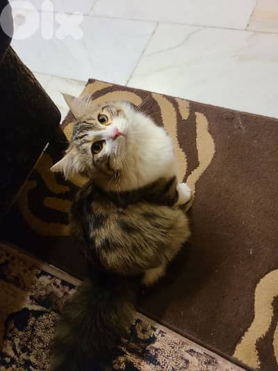 بيروت طريق الجديدة السبيل