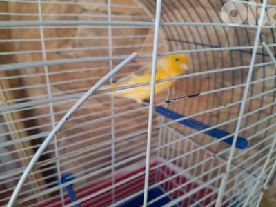 canar . كنار . انثى . female. 1 year . مع قفص و اكل