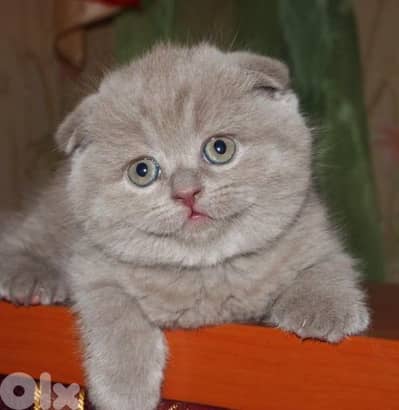purest Scottish fold lilac kitten HIGHEST QUALITY