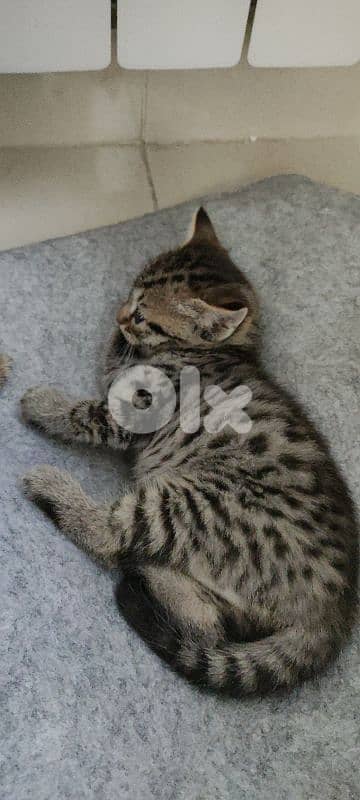 kitten bengale mix seal point british short hair