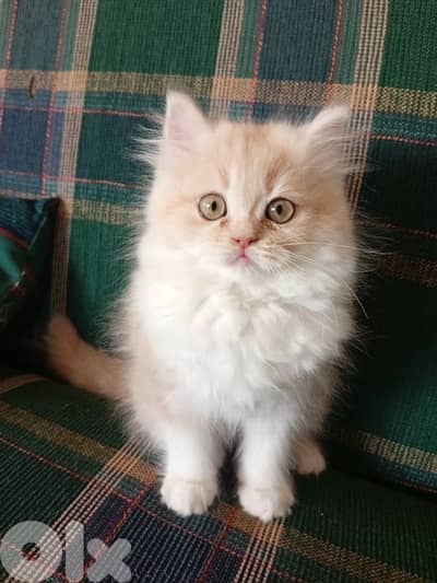 3 months old persian kitten/قطة فارسية عمرها 3 أشهر