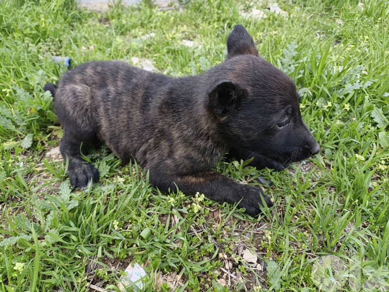 Dutch shepherd puppies 3