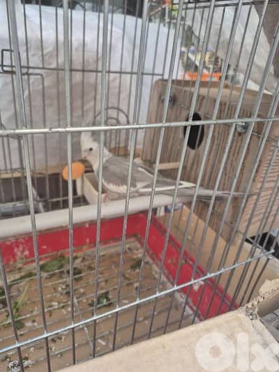 female white face coktail