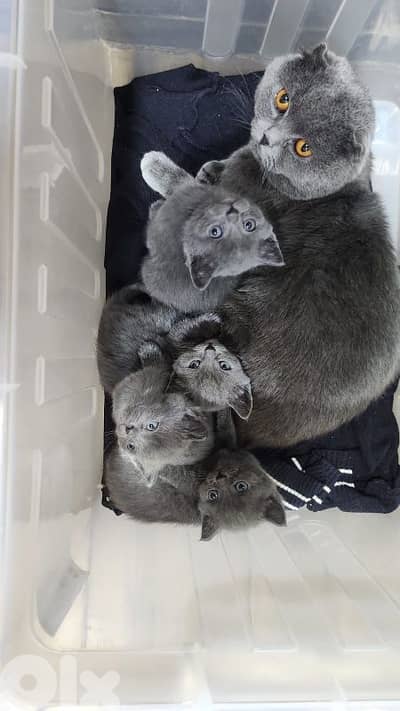 british cats pure breed