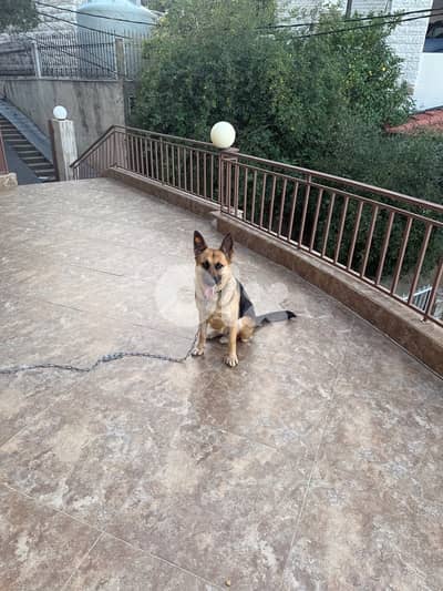 german shepherd for adoption