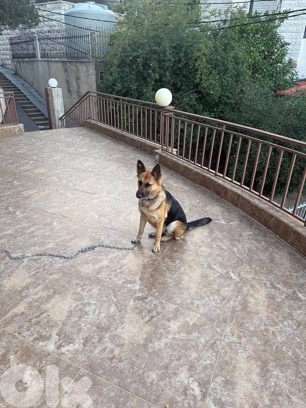 german shepherd for adoption 2