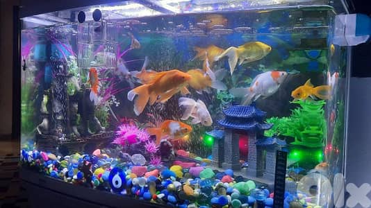 اكواريوم ومستلزماته