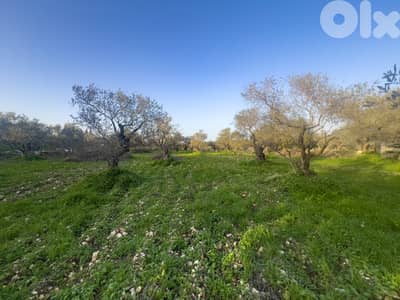 Peaceful Nature Land in Hamat - أرض هادئة بالطبيعة