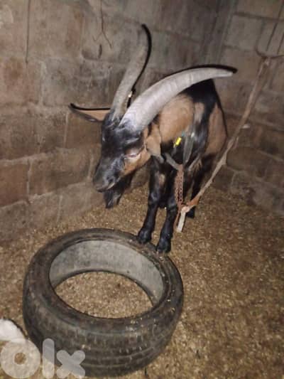 بعقلين الشوف