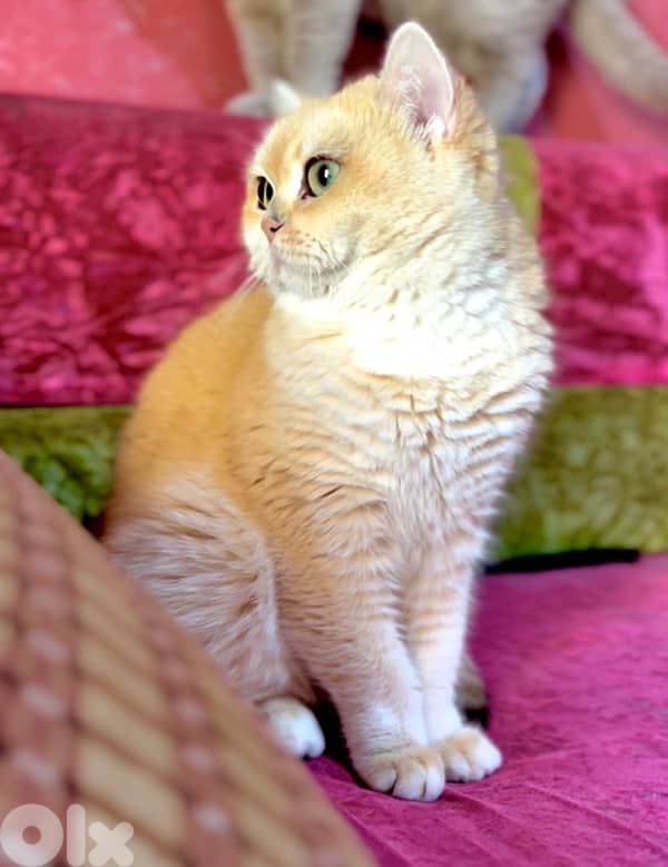 silver&golden chinchilla 1