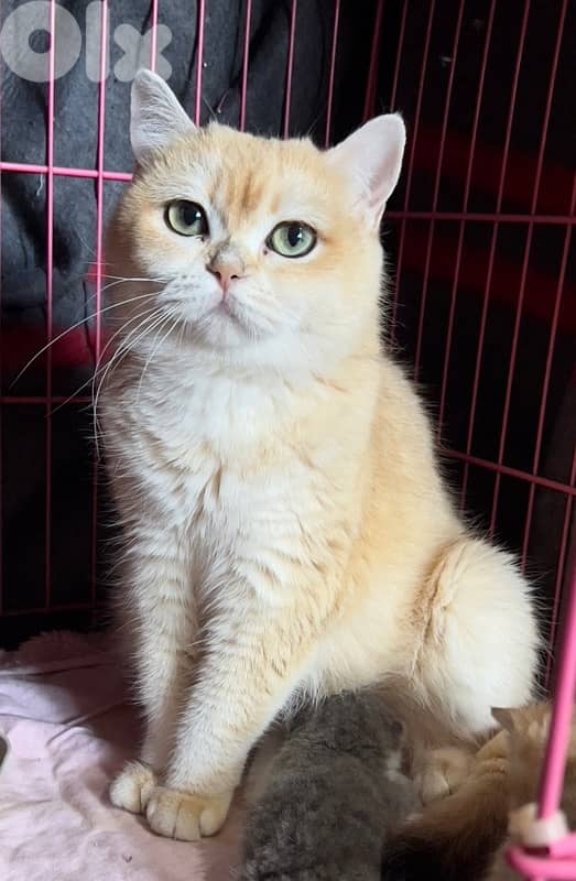 silver&golden chinchilla 2