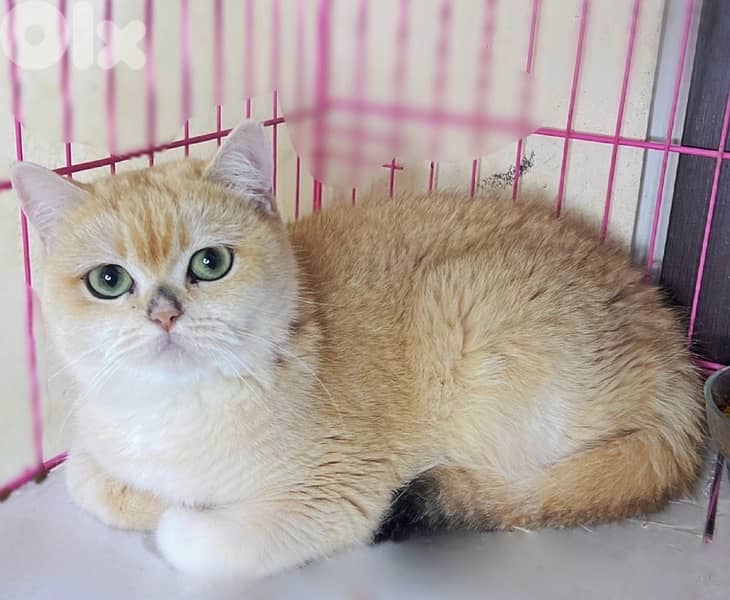 silver&golden chinchilla 3