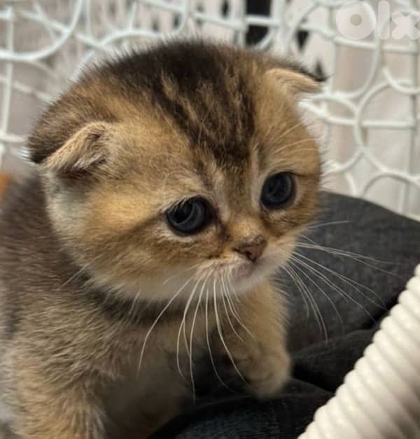 silver&golden chinchilla 5