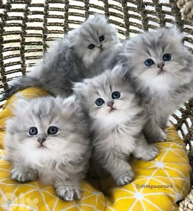 persian light gray  70485808