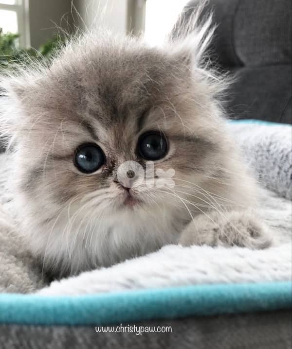 persian light gray  70485808 1