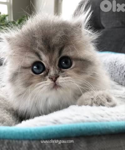 persian female 70485808