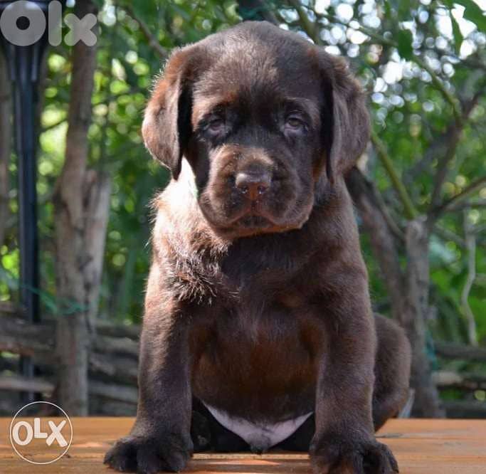 Labrador chocolate 0