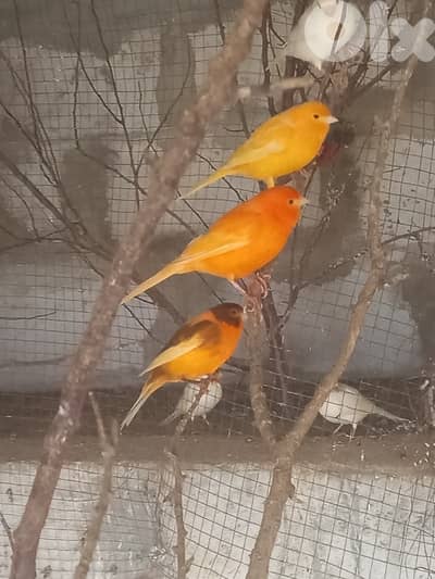 كنار دكورا و اناتة جاهزة