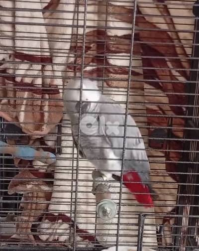 ببغاء كاسكو افريقي