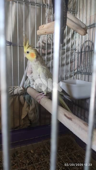 كروان للبيع