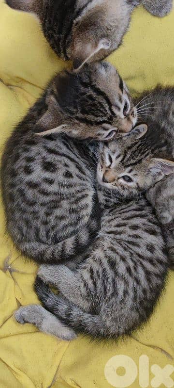 kitten bengale mix seal point british short hair