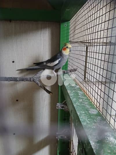 ذكر كروان فحل رائع طفرة رائعة