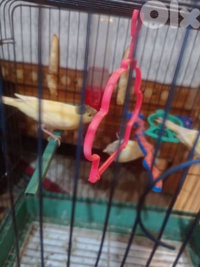 بيروت عائشة بكار