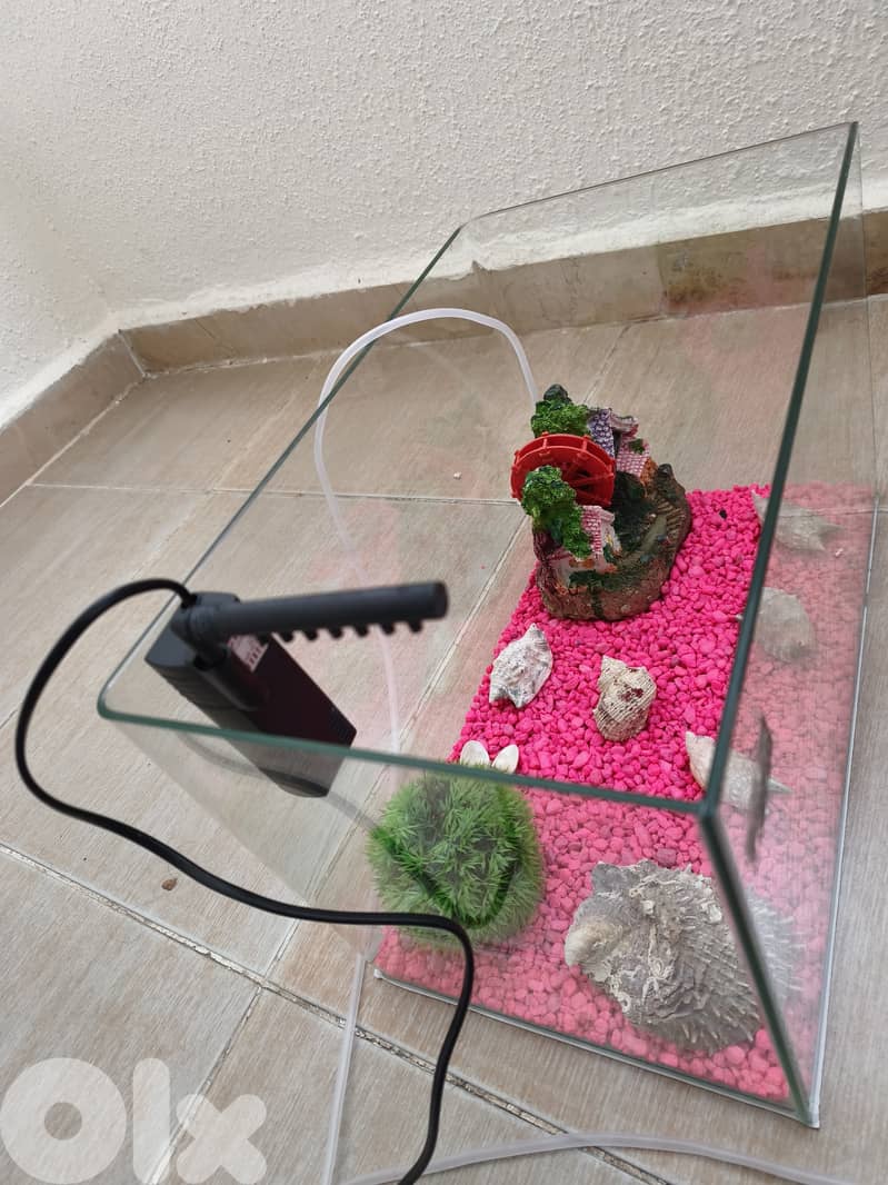 Complete Aquarium Setup – Ready for Fish! (Everything Included) 2