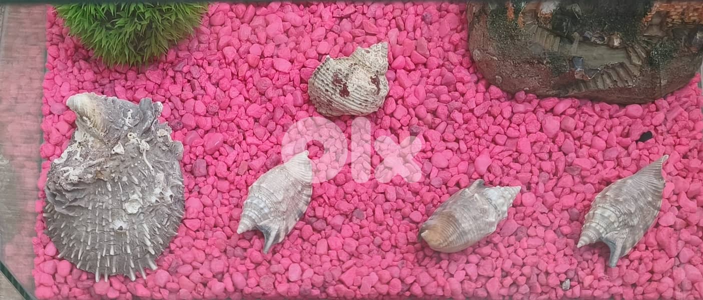 Complete Aquarium Setup – Ready for Fish! (Everything Included) 3