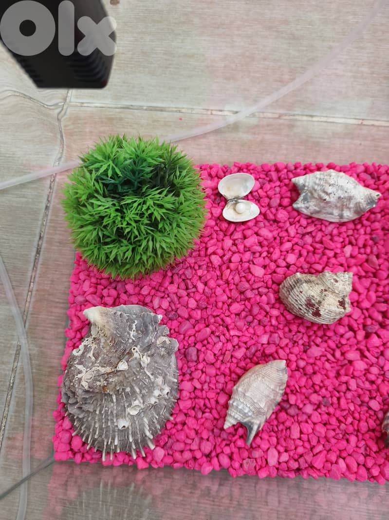 Complete Aquarium Setup – Ready for Fish! (Everything Included) 4