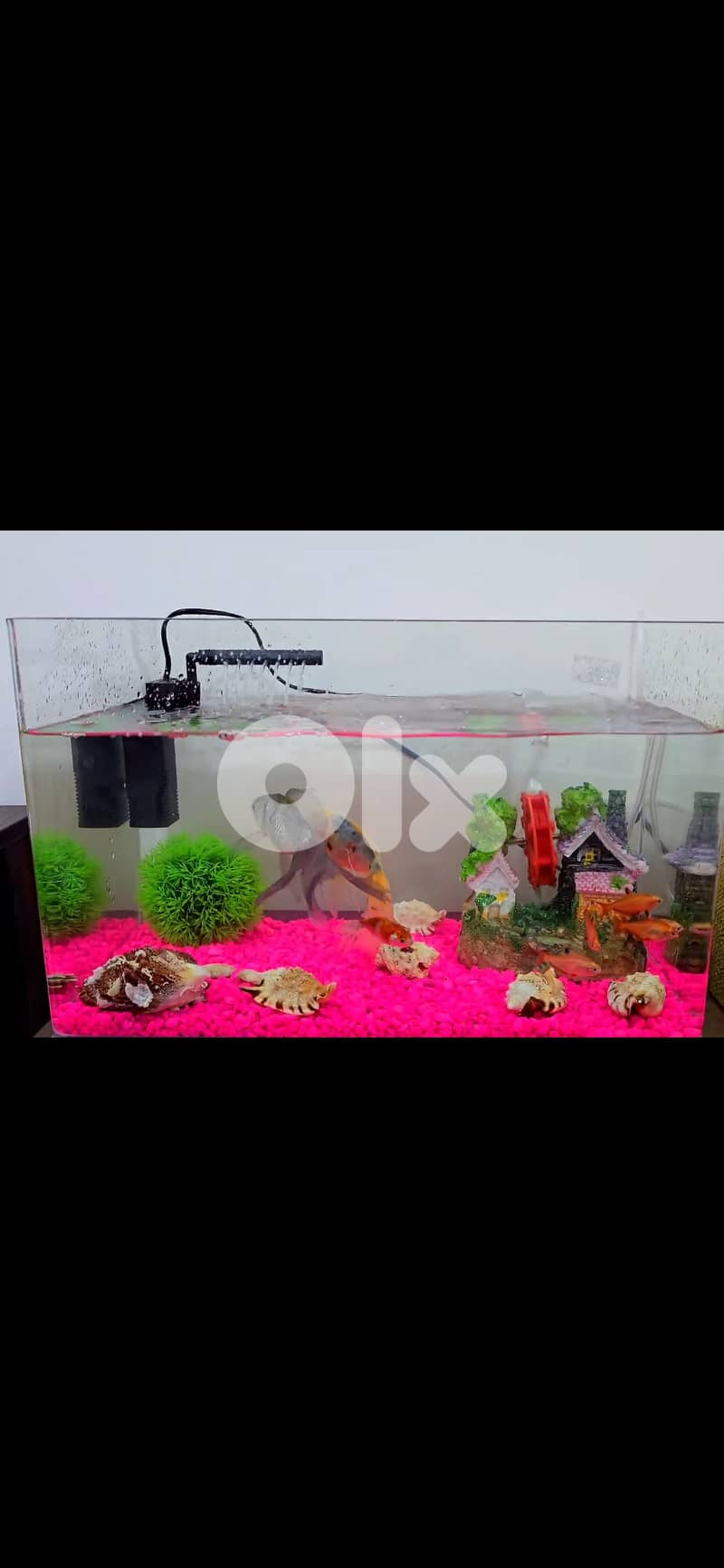 Complete Aquarium Setup – Ready for Fish! (Everything Included) 10