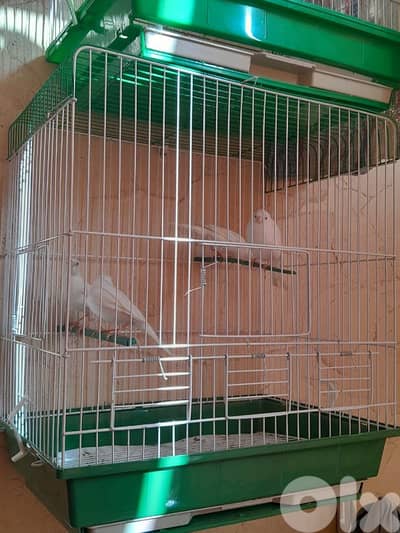 ٤ اناتي كنار لون ابيض تلجي جاهزين ع البيض صحة دهب شغل بيت شي مرتب