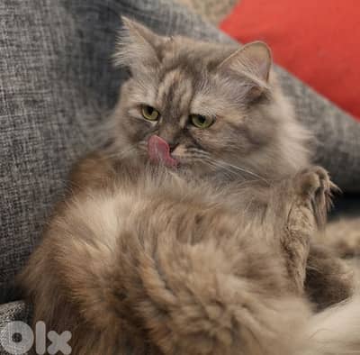 Persian cat - siberian chinchilla