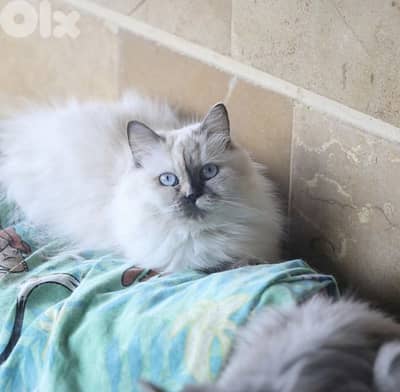 White Blue-Eyed Siberian–Himalayan Female cat