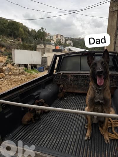 malinois dogs