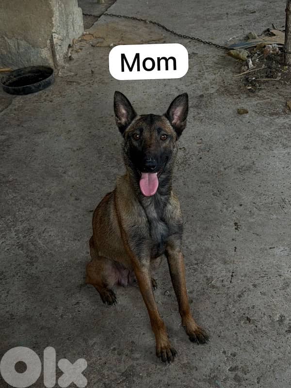 malinois dogs 2