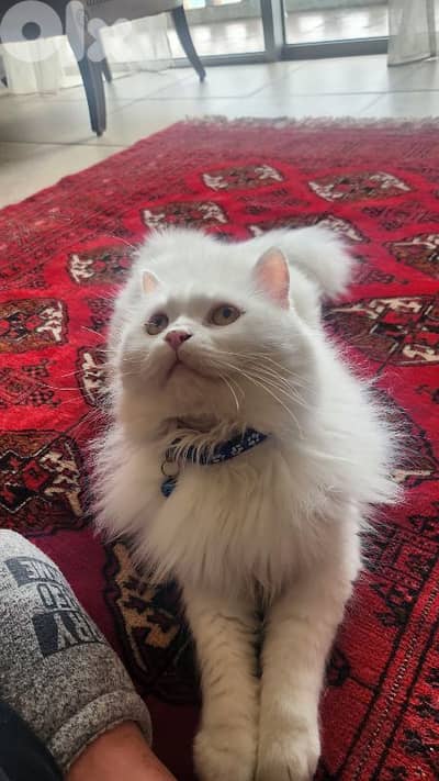 Shula , a friendly cat for adoption