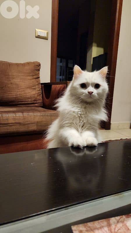 Shula , a friendly cat for adoption 4