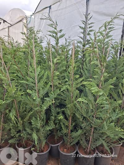 leylandii 1.7 m & 2m & 3 m