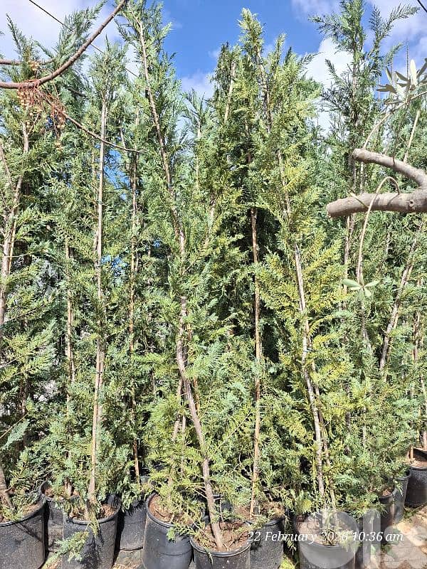 leylandii 1.7 m & 2m & 3 m 2