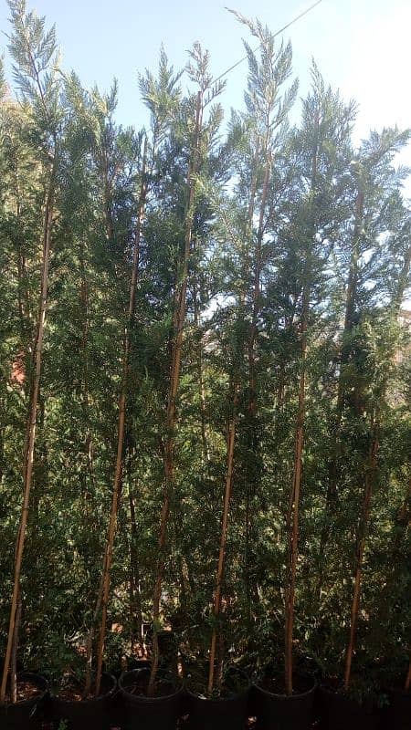 leylandii 1.7 m & 2m & 3 m 3