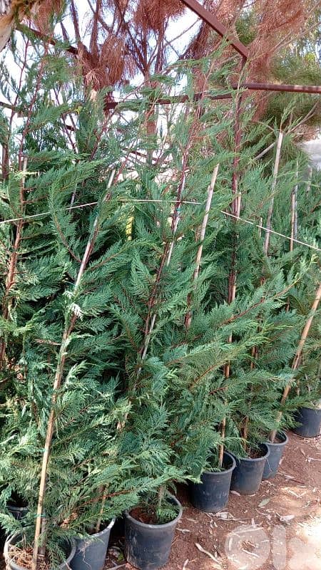 leylandii 1.7 m & 2m & 3 m 5