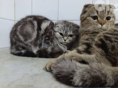 جونية كسروان