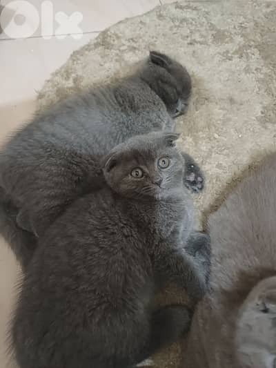 unique scottish fold shorthair and British fluffiest