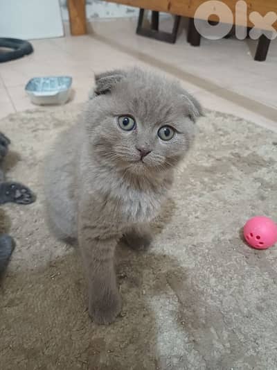 unique male scottish fold lilac colour