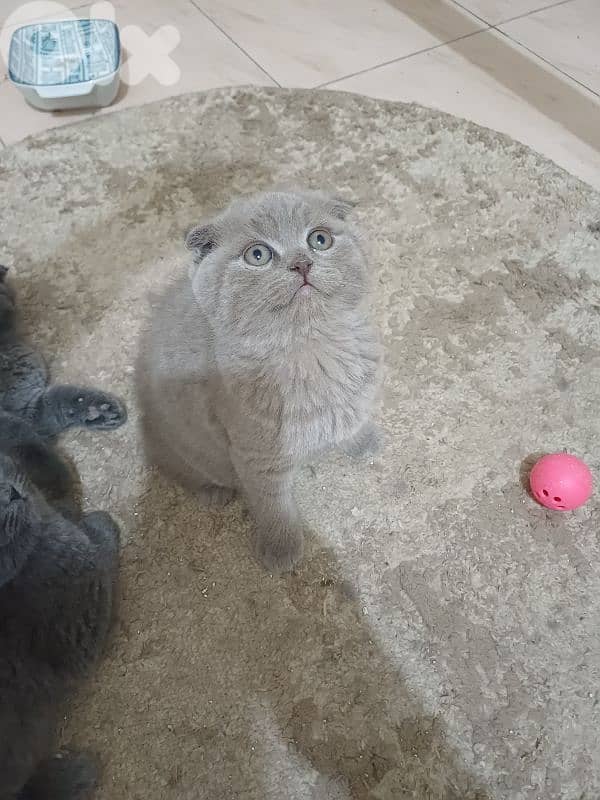 unique male scottish fold lilac colour 2