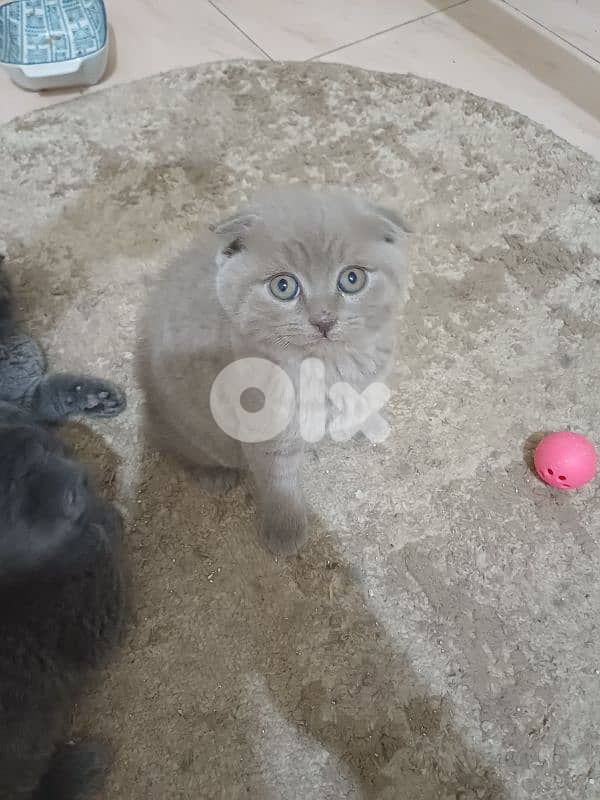 unique male scottish fold lilac colour 3