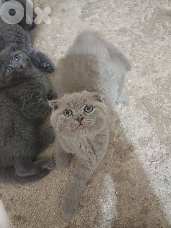 unique male scottish fold lilac colour 4