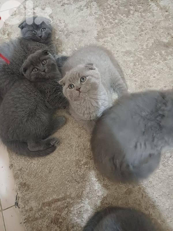 unique male scottish fold lilac colour 6